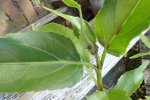 Smalle theeplant